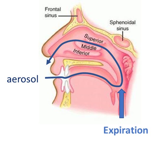 Nasal Drug Delivery Via The Oral Route Using A Pmdi - Ondrugdelivery