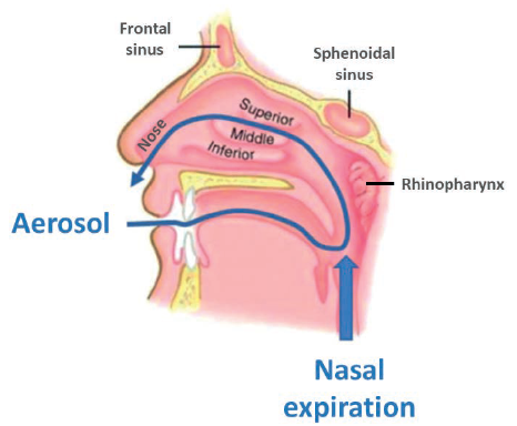 the nasal