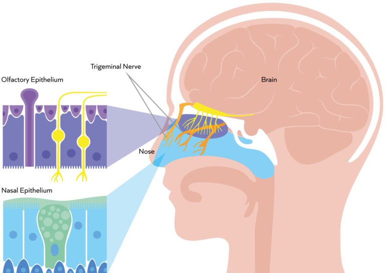 STEPS TO SUCCESS IN NOSE-TO-BRAIN DRUG DELIVERY - ONdrugDelivery