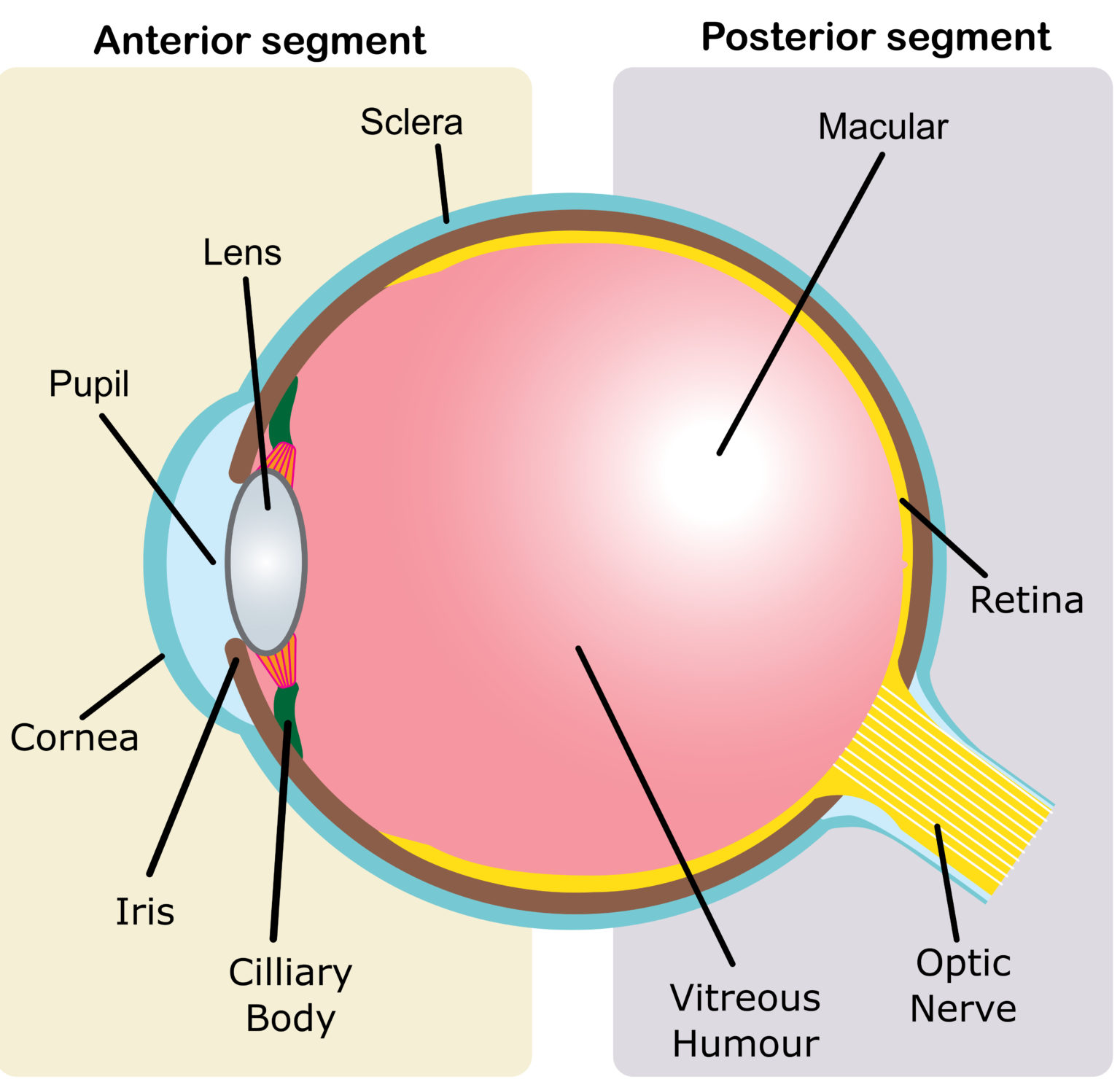 A SIGHT FOR SORE EYES: CHALLENGES & INNOVATIONS IN OPHTHALMIC DRUG ...