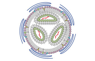 BUBBLE-WRAPPED REMEDIES: HOW LIPID-ENCASED THERAPEUTICS COULD TRANSFORM INHALATION